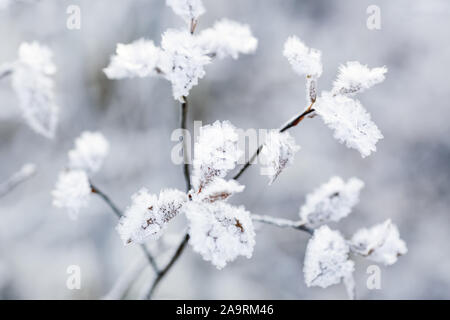 Direction générale avec des feuilles de bouleau gelé recouvert de la glace, le givre et la neige Banque D'Images