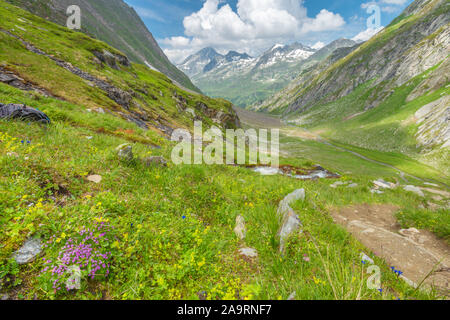 Ruisseau glaciaire qui s'écoule dans une vallée glaciaire sculpté de. La montagne en été, la vallée luxuriante floraison de fleurs sauvages. Cours d'eau jaillissante et mountain run-off. Banque D'Images