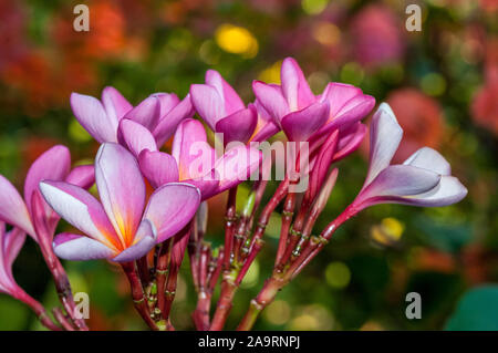 Branch, close-up view frangipan, frangipanier, Plumeria, Bali, Indonésie Banque D'Images