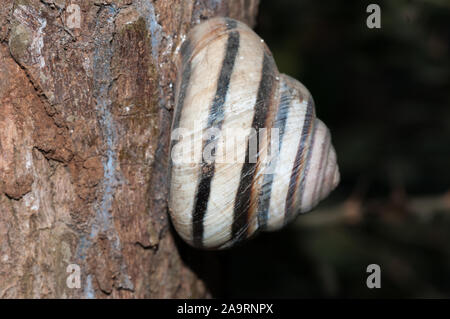 Escargot, Asperitas inquinata, attaché à un arbre, Bali, Indonésie Banque D'Images