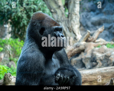 Libre d'un homme assis dans un gorille de plaine de l'ouest de l'enceinte du zoo Banque D'Images