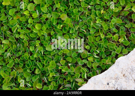 Vue d'en haut. L'herbe verte avec de petites feuilles rondes dans un pot en pierre, plantation de verdure. Jardinage et aménagement paysager.