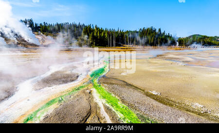 Citron vert Cyanidium les algues qui se nourrissent dans l'eau chaude s'écoulant de l'Geysers dans le bassin en porcelaine de Norris Geyser Basin dans le Parc National de Yellowstone Banque D'Images