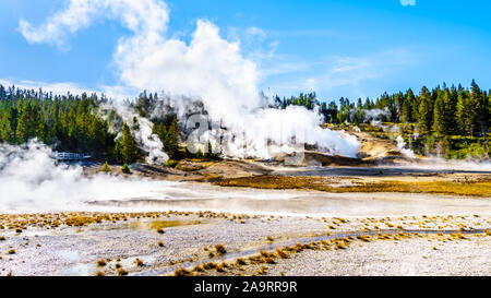 Les geysers sous ciel bleu dans le bassin en porcelaine de Norris Geyser Basin dans le Parc National de Yellowstone dans le Wyoming, États-Unis d'Amérique Banque D'Images