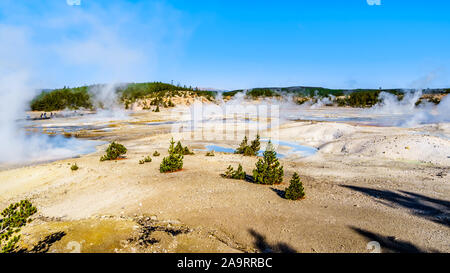 Les geysers sous ciel bleu dans le bassin en porcelaine de Norris Geyser Basin dans le Parc National de Yellowstone dans le Wyoming, États-Unis d'Amérique Banque D'Images