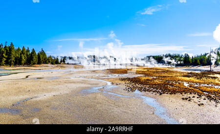 Les geysers sous ciel bleu dans le bassin en porcelaine de Norris Geyser Basin dans le Parc National de Yellowstone dans le Wyoming, États-Unis d'Amérique Banque D'Images