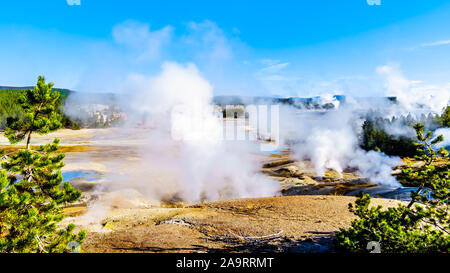 Les geysers sous ciel bleu dans le bassin en porcelaine de Norris Geyser Basin dans le Parc National de Yellowstone dans le Wyoming, États-Unis d'Amérique Banque D'Images