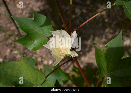 Gossypium herbaceum, levant le coton avec des fleurs et des fruits Banque D'Images