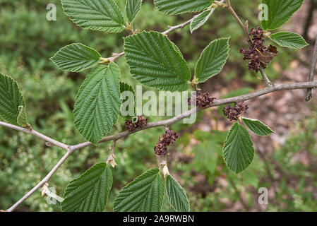 Le feuillage frais d'Hamamelis virginiana arbustes Banque D'Images