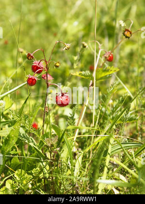 Fruits rouges mûrs de fraisier (Fragaria vesca) dans la prairie entre la motley grass, close-up Banque D'Images