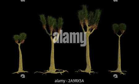 Groupe Sigillaria, arbre plante du Carbonifère et Permien isolé sur fond noir Banque D'Images