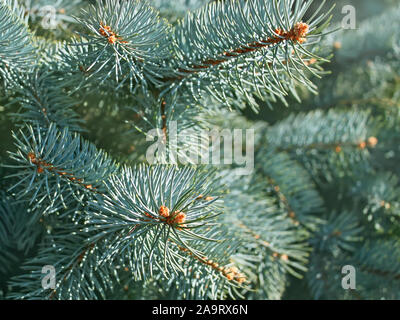 Floral background avec des branches de sapin bleu lumineux en temps ensoleillé, close-up Banque D'Images