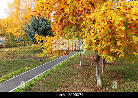 Sorbier (Sorbus aucuparia) arbre aux grappes rouge et vert vif, jaune et orange dans le parc pendant la saison d'automne Banque D'Images