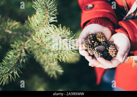 Young woman holding poignée d'arbre de Noël de cocottes dans ses mains Banque D'Images