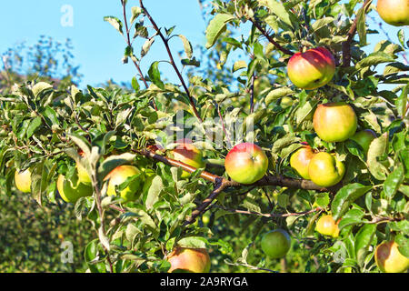 Hanging fruits Apple sur les branches en verger contre le ciel bleu dans une belle journée d'automne Banque D'Images