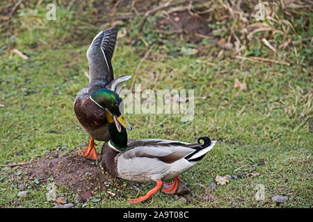 Deux canards colverts mâles combats ((Anas platyrhynchos) sur terre.concepts Banque D'Images