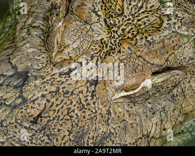 Crocodile de marais Crocodylus palustris tête et yeux Banque D'Images