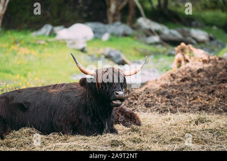 Black Vache Highland cattle broutent sur un pâturage de bétail d'été. La race bovine écossais en journée d'été. Close Up. Banque D'Images