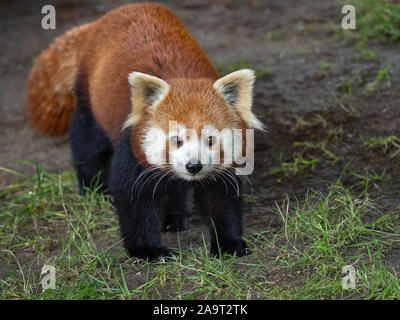 Petit panda Ailurus fulgens marche sur sol forestier (captifs) Banque D'Images