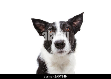 Close-up inquiet ou triste border collie chien. isolé sur fond blanc. Banque D'Images