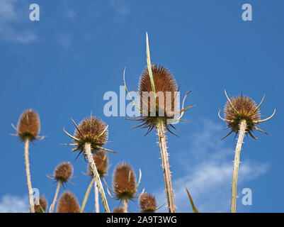 Brown hérissés infructescences de plantes cardère (Dipsacus fullonum, syn. Dipsacus sylvestris) atteignant jusqu'à un bleu ciel sans nuages en Angleterre, Royaume-Uni Banque D'Images