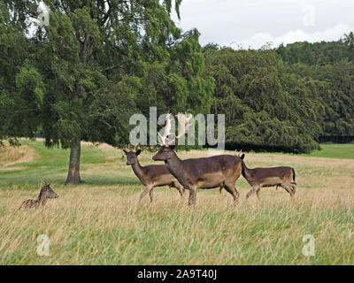 (De couleur sombre) melanistic cerfs Daims (Dama dama) de divers âges de se rassembler dans un cerf-park en Angleterre, Royaume-Uni Banque D'Images