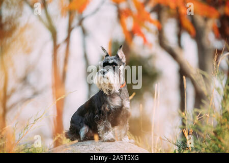 Chien Schnauzer nain ou Zwergschnauzer drôle assis en plein air Journée d'automne. Banque D'Images