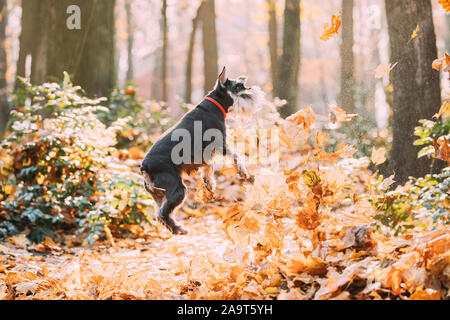 Chien Schnauzer nain ou Zwergschnauzer Drôle de sauter dans les feuilles tombées jaune dans une journée d'automne. Banque D'Images