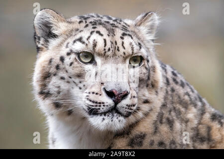 Femme snow leopard (close-up) Banque D'Images