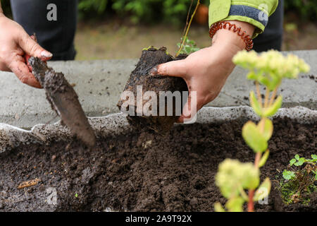 Close up d'un jardinier la plantation d'une plante dans le sol Banque D'Images