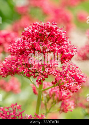 Centranthus ruber Jolie Betsy avec des grappes de petites fleurs roses en forme de trompette ou de valériane rouge** Note : profondeur de champ Banque D'Images