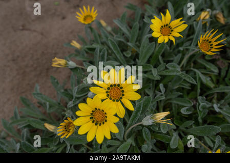 Floraison jaune Gazania Delosperma avec boutons (également connu sous le nom de treasure flower) Banque D'Images