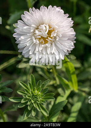 Asters blanches sur un fond de fleurs jardin vert fleurs asters rose sur fond de jardin vert Banque D'Images