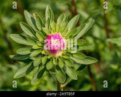 Zinnia Zinnia (commune violacea syn. Zinnia elegans) en milieu rural jardin fermer Banque D'Images