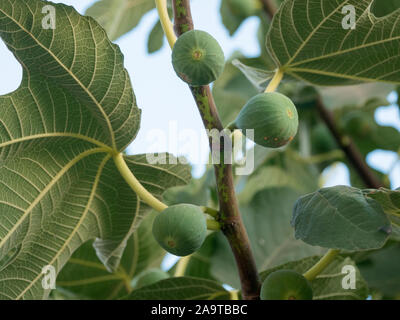 Fruits mûrs fig on tree branch, figues vertes sur l'arbre dans une journée ensoleillée Banque D'Images