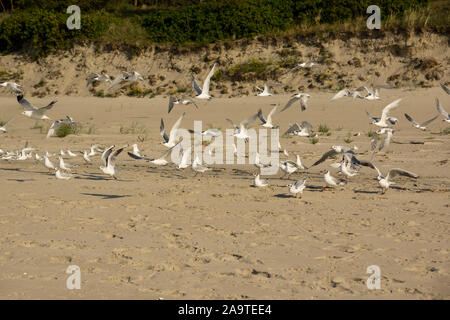 Un troupeau de sternes et mouettes à partir de survoler beach Banque D'Images