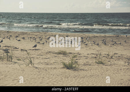 Un troupeau de sternes et mouettes assis sur une plage Banque D'Images