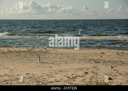 Un troupeau de sternes et mouettes à partir de survoler beach Banque D'Images