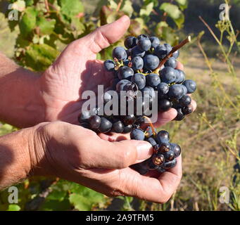 Les raisins sont prêts pour la cueillette quand ils se sentent doux au toucher et goûter sucré.la récolte de l'hémisphère Nord a lieu à la fin août à début octobre. Banque D'Images