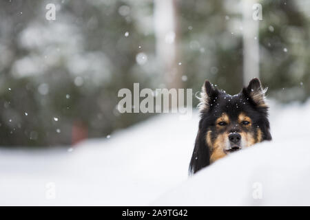 Portrait of a Finnish Lapphund, paysage de neige en hiver Banque D'Images