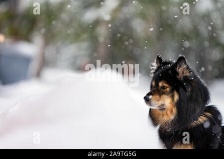 Portrait of a Finnish Lapphund, paysage de neige en hiver Banque D'Images