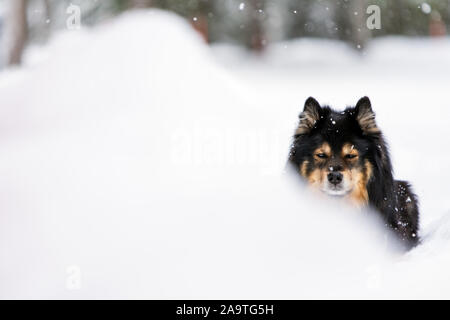 Portrait of a Finnish Lapphund, paysage de neige en hiver Banque D'Images