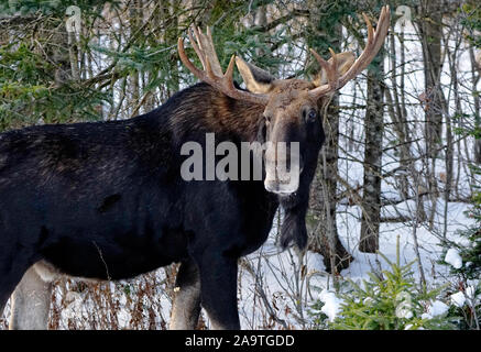 Alces alces, wild moose mâle mature avec de grands bois, le cou comme Bell et barbiche fourrure sombre, debout dans la forêt enneigée en hiver le parc provincial Algonquin Banque D'Images