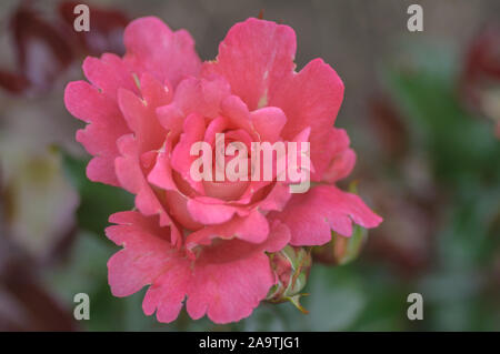 Avant haut de la photographie une belle rose fuchsia rose naturel inhabituel. Banque D'Images