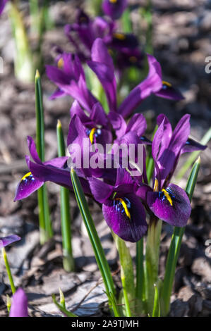 Iris bleu frais fleurs close up sur le sol Banque D'Images