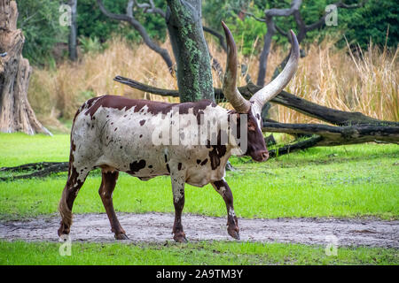 Watusi Ankole Longhorn bovins en pâturage vert Banque D'Images