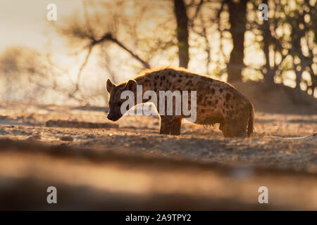 L'Hyène tachetée - Crocuta crocuta après les repas la marche dans le parc. Beau coucher du soleil à Mana Pools. Le Zimbabwe, ressemble à de l'enfer. Banque D'Images