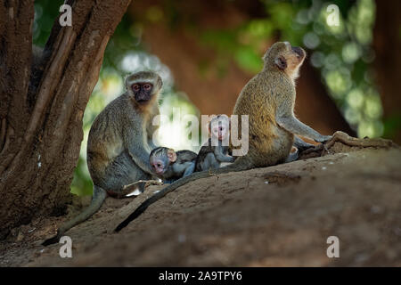 Singe - Chlorocebus pygerythrus - famille avec les parents et les enfants de singe de la famille des Thraupidae originaire d'Afrique, très semblable au m Banque D'Images