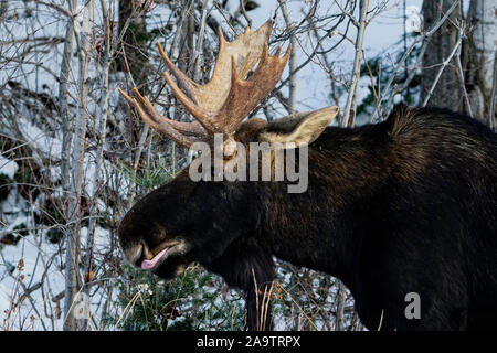 Alces alces, wild moose mature mâle avec de grands bois, le cou comme Bell et barbiche fourrure sombre, léchant ses lèvres après avoir mangé les brindilles et les herbes en hiver Al Banque D'Images