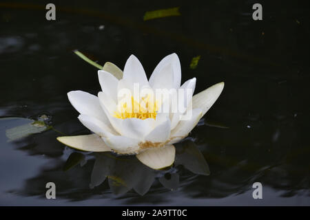 Un nénuphar jaune et blanc, en pleine floraison sur dark water Banque D'Images